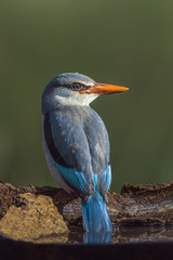 Fototapeta premium Woodland kingfisher in Mapungubwe National park, South Africa
