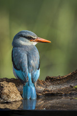 Woodland kingfisher in Mapungubwe National park, South Africa