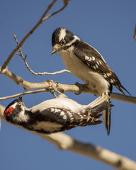 Downy Woodpecker Love Birds