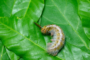 Closeup  Hairy caterpillar on the Green leaf