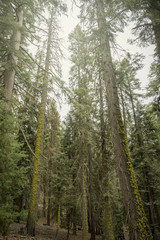 The beautiful vintage green forest like a fairytale at Sequoia National Park