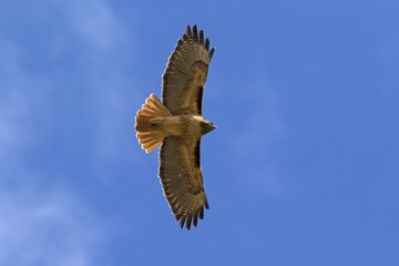 Hawk soars overhead at Los Angeles park