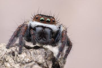 Super macro Jumping spider or Carrhotus viduus on rock