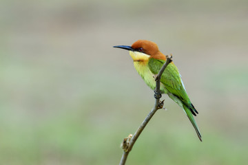 Chestnut-headed bee-eater or Merops leschenaulti perching on tree branch , Thailand