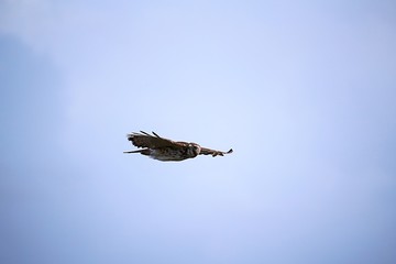 Broad-winged hawk on blue sky background