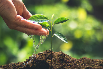 plant a tree passion fruit Sapling in nature light and blackground