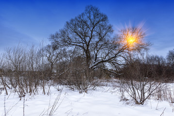 Winter landscape with a tree and sun