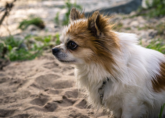 Rassehund Chihuahua Langhaar