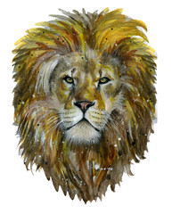 Watercolor painting lion illustration isolated on white.