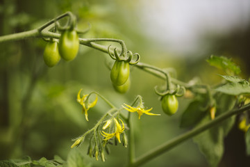 Leaf of tomato plant.