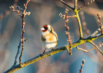 European goldfinch sitting on the branch of a tree