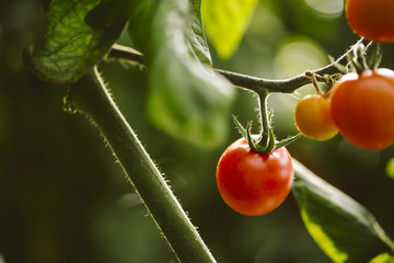 Industrial tomato plantation.