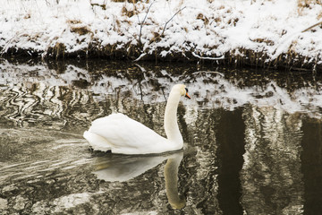swan swimming on the lake shore with snow