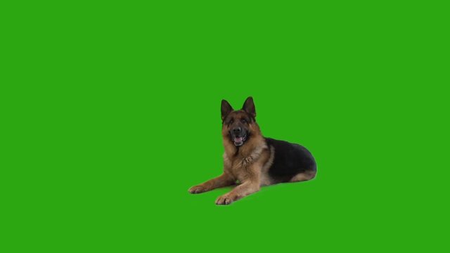 funny German Shepherd lying and looking on green screen