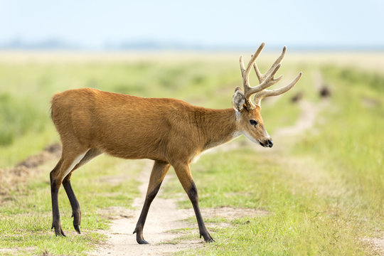 Male Marsh Deer (Blastocerus dichotomus)