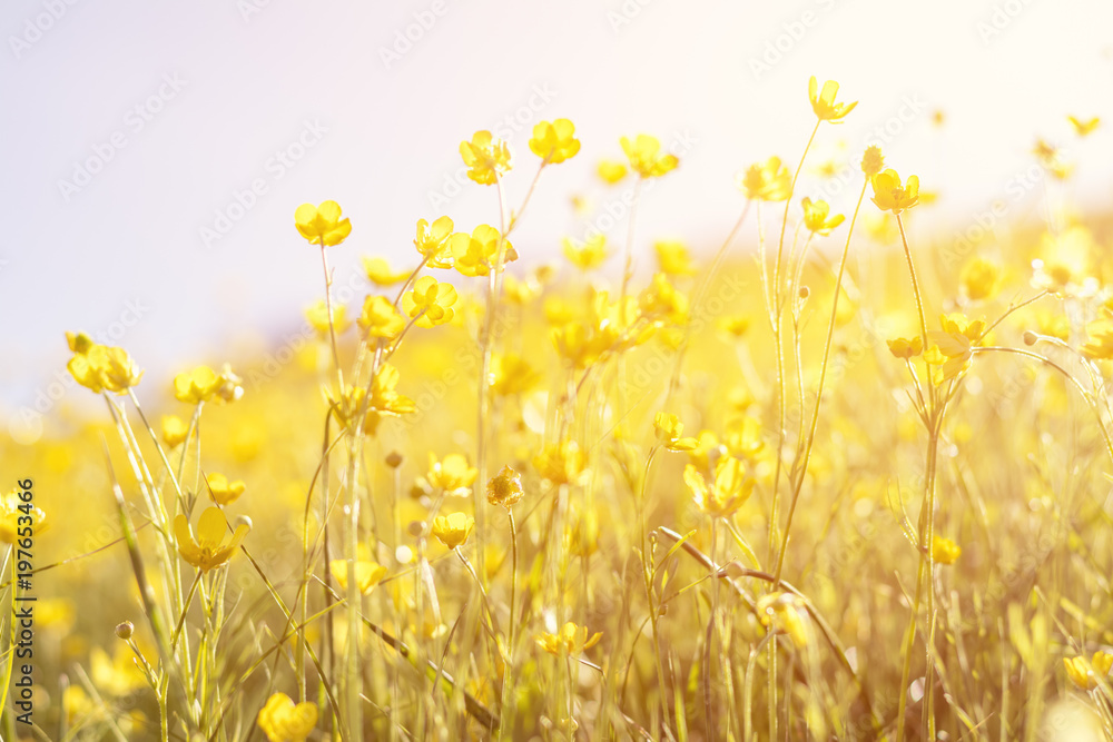 Wall mural blooming yellow flower in the field on a sunny day in the summer time