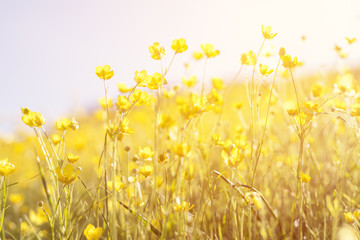 Fototapety  Blooming yellow flower in the field on a sunny day in the summer time