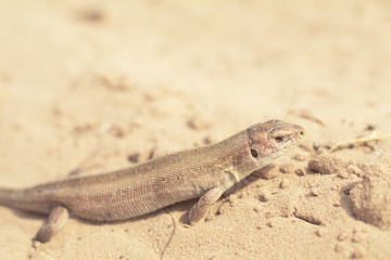Yellow lizard in nature on the sand in the sunny day