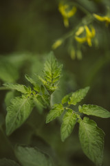 Leaf of tomato plant.