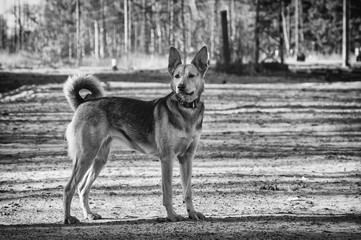 Mongrel dog standing alone on the sand.