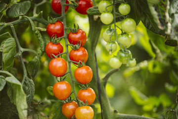 Industrial tomato plantation.