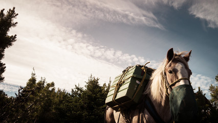 Fototapeta premium Pack horse on a pack trip