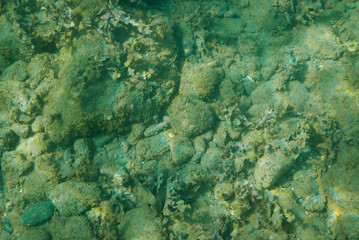 Fototapeta na wymiar Green underwater background.
