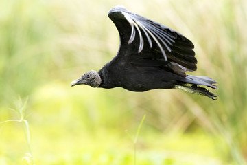 Black Vulture (Coragyps atratus)