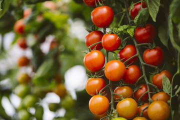 Industrial tomato plantation.