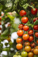 Industrial tomato plantation.