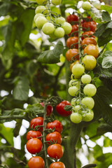 Industrial tomato plantation.