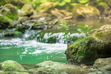 Small mountain waterfall on the rocks covered with moss deep in the forest. Cliffs in Cheile Turzii, Romania. Autumn is coming. Beautiful, calming nature background.