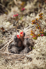 Common Redpoll hungry nestlings © Barnyard Studio