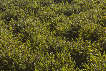 Plantation of avocado trees.