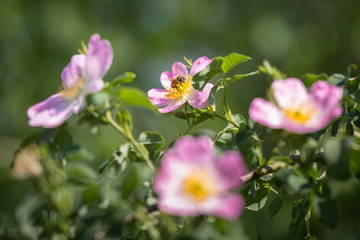 Dog Rose Close-up: Pink Flower with Bee on it