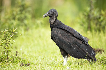 Black Vulture (Coragyps atratus)