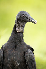 Black Vulture (Coragyps atratus)