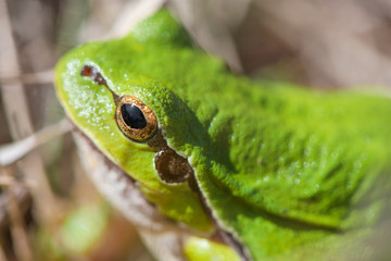 Macro shot of a European tree frog, hiding in green grass and looking straight forward, in the meadow on sunny spring day. Back view. Early spring time. Nature and animals awakening. Mating period.