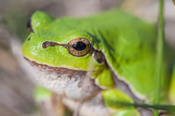 Macro shot of a European tree frog, hiding in green grass and looking straight forward, in the meadow on sunny spring day. Back view. Early spring time. Nature and animals awakening. Mating period.