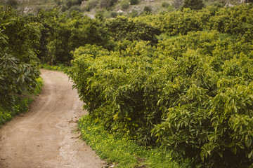 Fototapeta na wymiar Plantation of avocado trees.