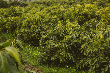 Plantation of avocado trees.
