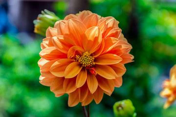 Top view beautiful flowers and colorful flowers.