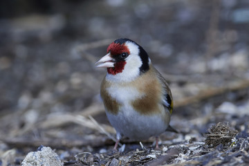 European goldfinch (Carduelis carduelis)