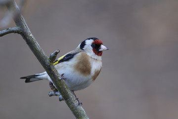 European goldfinch (Carduelis carduelis)