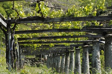 Vigneti a Cesnola (Valle d'Aosta) IT