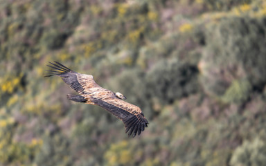 Fototapeta premium Griffon Vulture in the Sierra Crestillina Mountains, Spain.