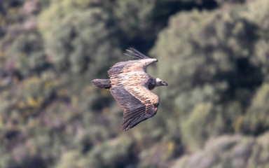 Griffon Vulture in the Sierra Crestillina Mountains, Spain.