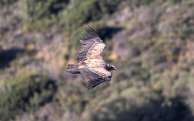 Griffon Vulture in the Sierra Crestillina Mountains, Spain.