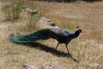 Peacock