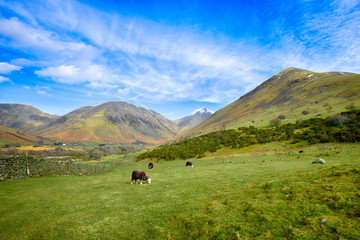 Fototapeta na wymiar Landscape with a flock of Herdwick sheep grazing near Wast Water